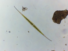 Closterium kuetzingii