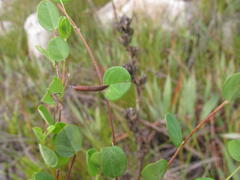 Indigofera sarmentosa