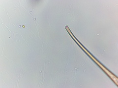 Closterium kuetzingii