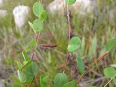 Indigofera sarmentosa