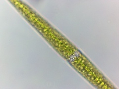 Closterium kuetzingii