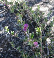 Indigofera sp9