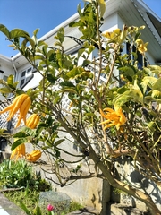 Citrus medica sarcodactylis