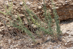 Artemisia carruthii