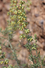 Artemisia carruthii