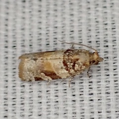 Argyrotaenia kimballi
