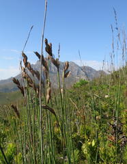Elegia thyrsoidea