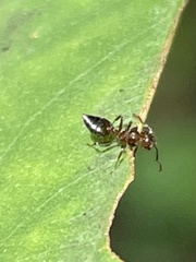 Crematogaster pilosa