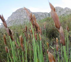 Elegia thyrsoidea