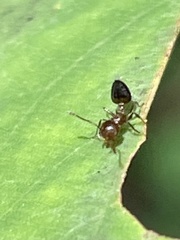 Crematogaster pilosa