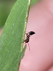Crematogaster pilosa