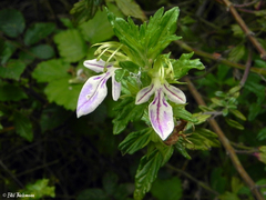 Teucrium bicolor