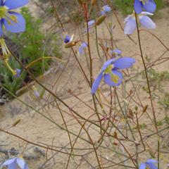 Heliophila lactea