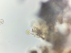 Lemmermannia tetrapedia