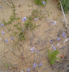 Heliophila lactea
