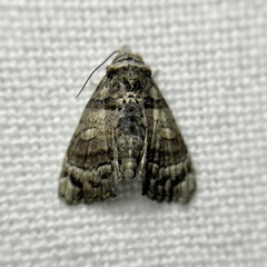 Chlumetia