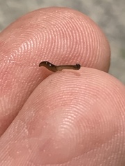 Bipalium