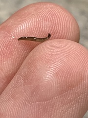 Bipalium