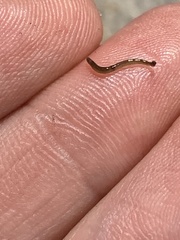 Bipalium