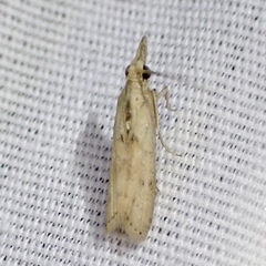 Macrorrhinia endonephele