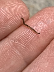 Bipalium