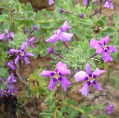 Jamesbrittenia fruticosa