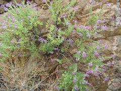 Jamesbrittenia fruticosa