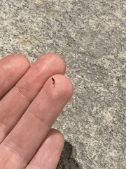 Bipalium