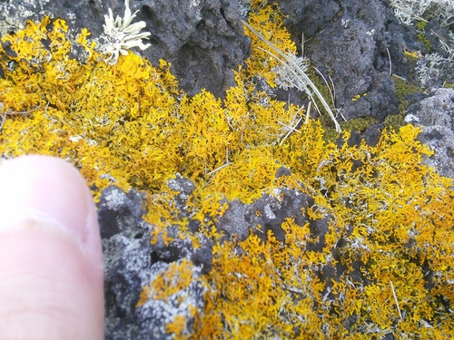Seaside Sunburst Lichen