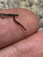 Bipalium