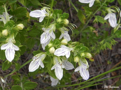 Teucrium bicolor