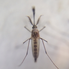 Aedes scapularis