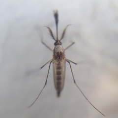 Aedes scapularis