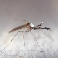 Aedes scapularis