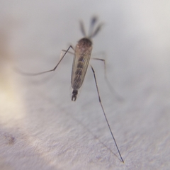 Aedes scapularis