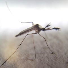 Aedes scapularis