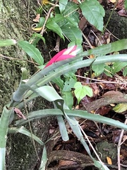 Billbergia amoena