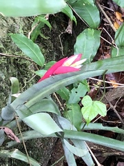 Billbergia amoena