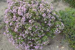 Agathosma thymifolia