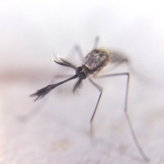 Aedes scapularis