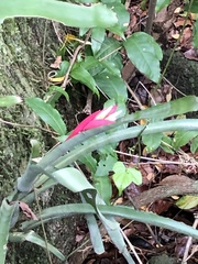 Billbergia amoena