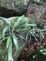 Billbergia amoena