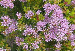 Agathosma thymifolia