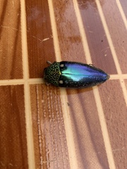 Sternocera