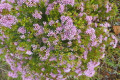 Agathosma thymifolia