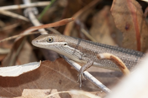 Shaded-litter Rainbow-skink, Carlia munda