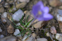 Syringodea longituba