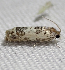 Eucosma ornatula
