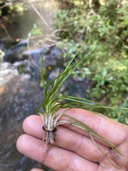 Isoetes brasiliensis