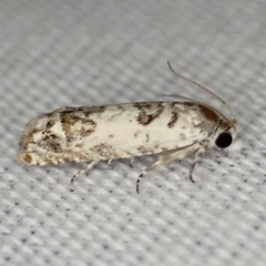 Eucosma ornatula